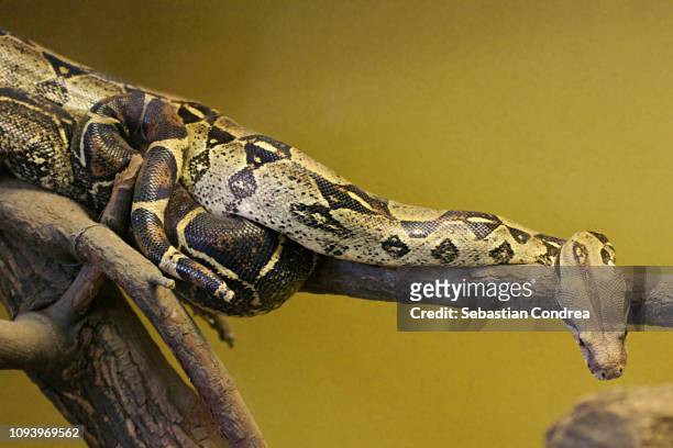 python birman, python bivittatus pe fond galben, focalizare,wildlife animal, malaysia - indian python imagens e fotografias de stock