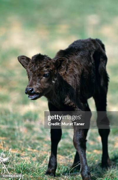 a newly born calf - calf imagens e fotografias de stock