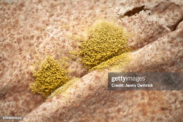 mould on flatbread - moldy bread stock pictures, royalty-free photos & images