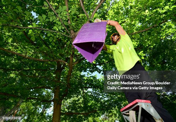 Ernie Wintergerst, senior arborist technician with Longmont forestry, places a trap for Emerald Ash Borer beetles in a tree at Thompson Park in...