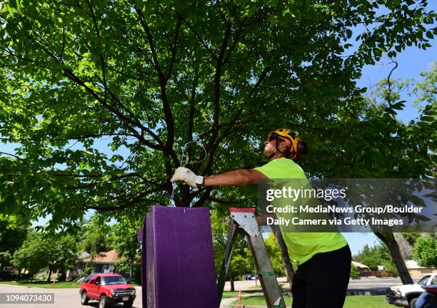 Ernie Wintergerst, senior arborist technician with Longmont forestry, places a trap for Emerald Ash Borer beetles in a tree at Roosevelt Park in...