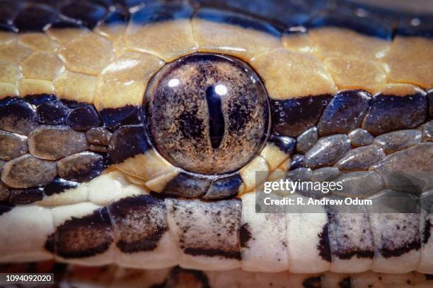 African Python Eye African Rock Python Stock Photos Photos and Premium High Res Pictures ...