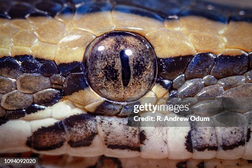 African rock python - eye African rock python - eye