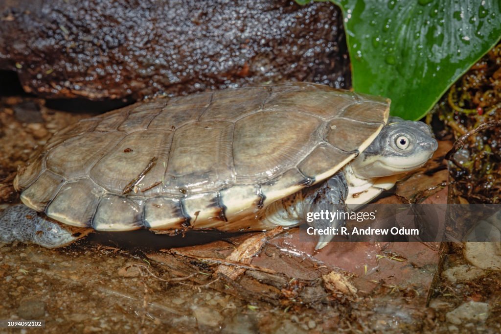 African helmeted turtle