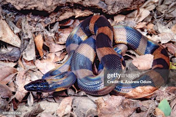 Iridescent Snake Photos and Premium High Res Pictures - Getty Images