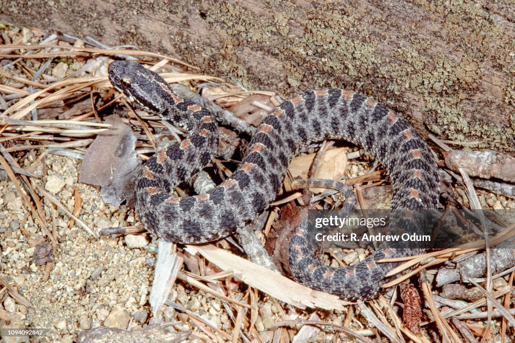 Dusky pygmy rattlesnake