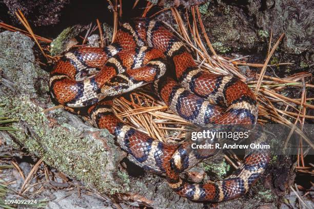 eastern milk snake - milk snake bildbanksfoton och bilder