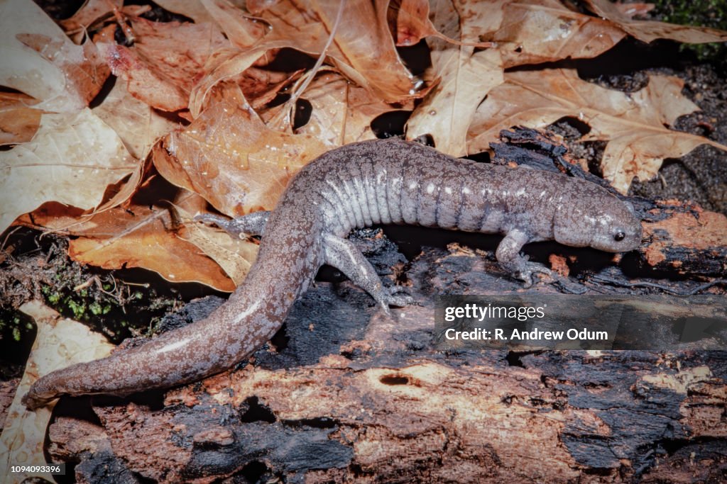 Small-mouth salamander