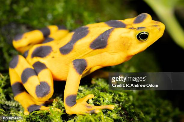 panamainian golden frog - golden frog stock pictures, royalty-free photos & images