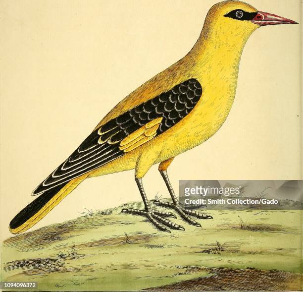 Engraved drawing of the Eurasian Golden Oriole , from the book "A natural history of birds" by Eleazar Albin, William Derham, Jonathan Dwight, and...