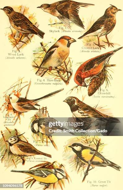 Engraved drawings of the Larks, Eurasian Skylark , Wood Lark , Crested Lark , Hawfinch , Crossbill , Long-tailed Tit , Coal Tit , Crested Tit ,...
