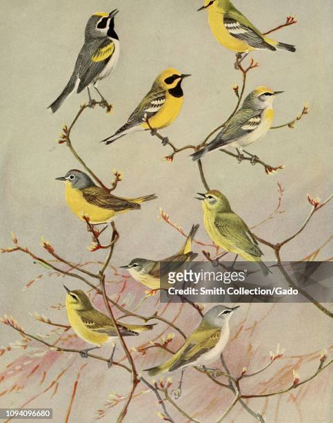 Engraved drawings of the Warblers, Golden-winged Warbler , Blue-winged Warbler , Lawrence's Warbler , Brewster's Warbler , Nashville Warbler ,...