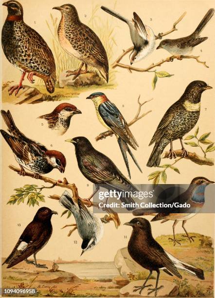Engraved drawings of the Italian bird species, Black Francolin , Common Buttonquail , Long-tailed Tit , Marmora's Warbler , Italian Sparrow , Spanish...