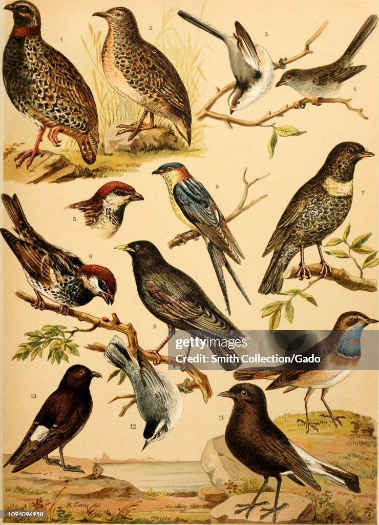 Italian Bird Species