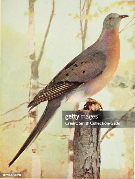Engraved drawings of the Passenger Pigeon , from the book "Birds and all nature" by Charles C. Marble and William Kerr Higley, 1896. Courtesy...