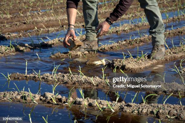 traditional irrigation of an onion field - onion field stock pictures, royalty-free photos & images