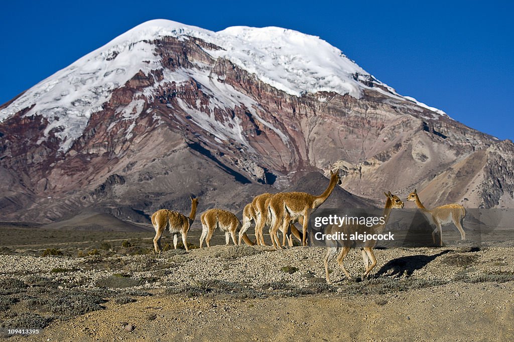 El Chimborazo and vicuñas