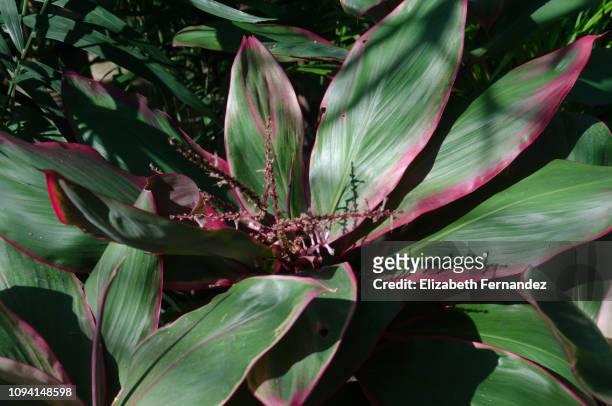 cordyline plant (good luck plant, hawaiian ti plant, ti plant) - cordyline stockfoto's en -beelden