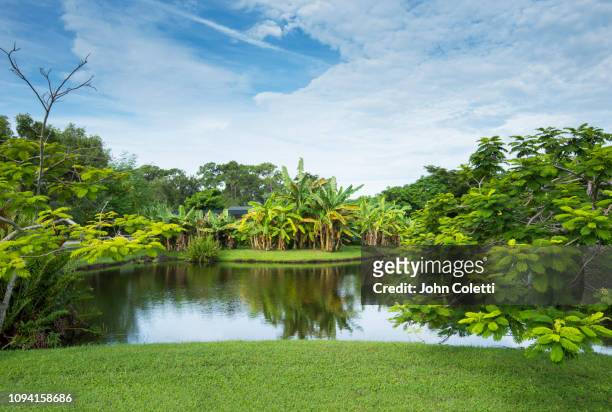 palma sola botanical park, public botanical garden, bradenton, florida - 布蘭德頓 個照片及圖片檔