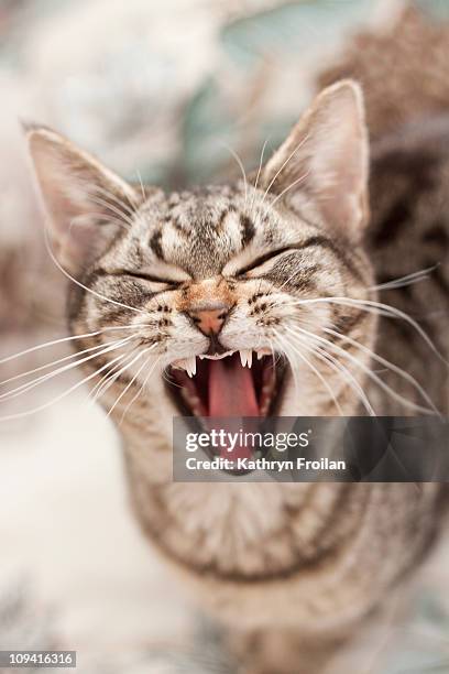 brown tabby cat yawning and showing teeth - cat bored stock pictures, royalty-free photos & images