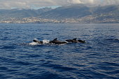 Tropical parrot whales at the coast of Madeira