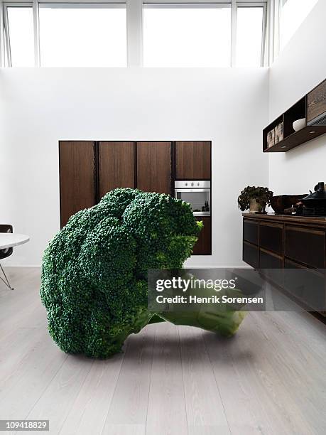 giant piece of broccoli in a kitchen - extra groot stockfoto's en -beelden