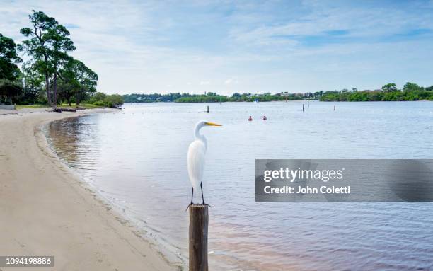 florida, anclote, anclote river park, egret, gulf coast - reihergattung egretta stock-fotos und bilder