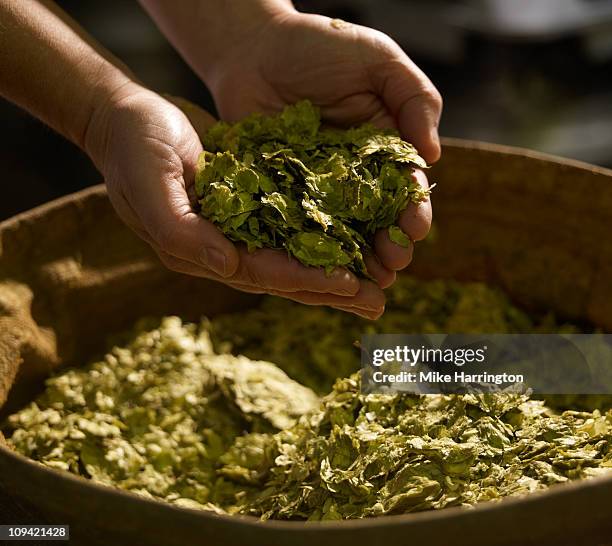 male brewer with handful of hops - bier brouwen stockfoto's en -beelden