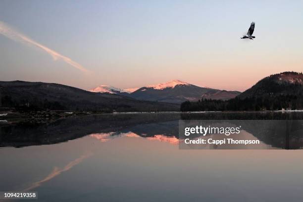 american osprey flying with fish over the androscoggin river during early december with new hampshire white mountains presidential range in background - river androscoggin stock pictures, royalty-free photos & images