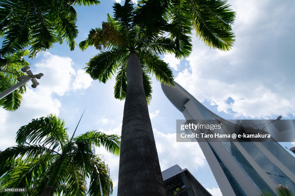 Palm tree and Marina Bay Sands in Singapore