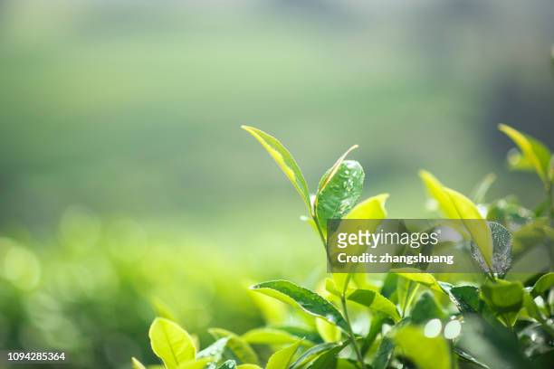 freshness tea leaves - tea leaves fotografías e imágenes de stock