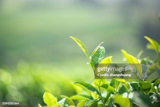 freshness tea leaves - tea crop stock pictures, royalty-free photos & images