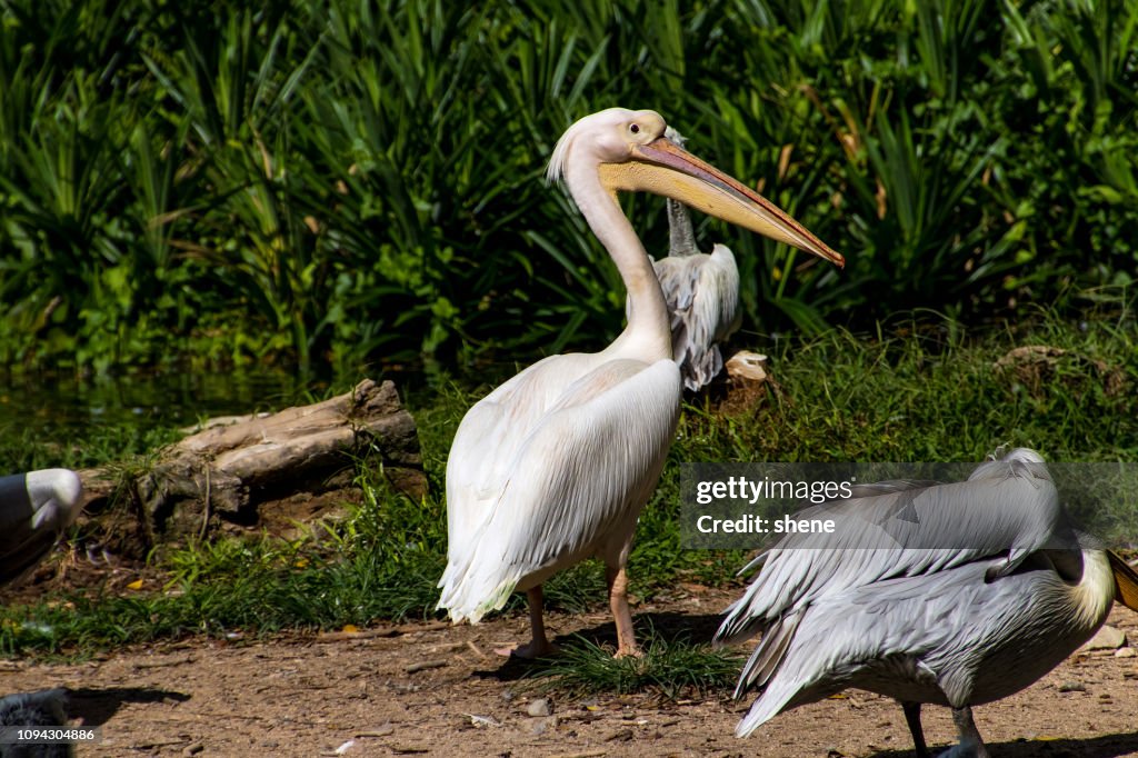 Pelican