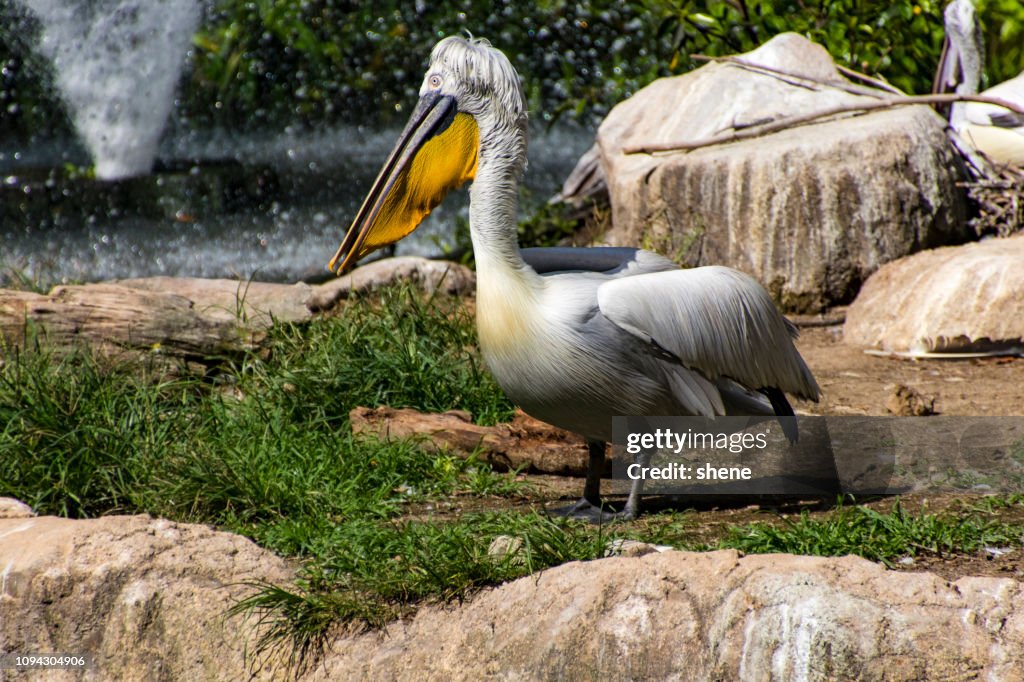 Pelican