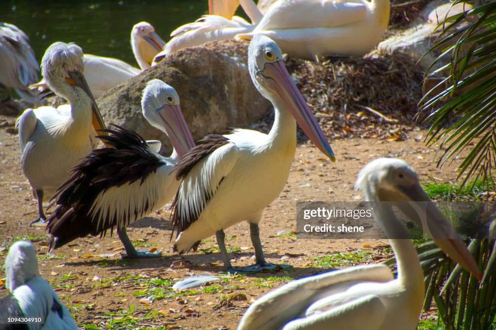 Pelican