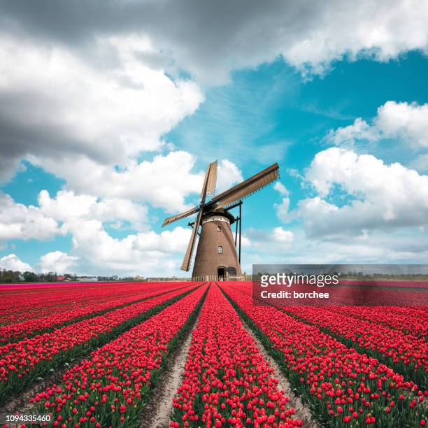campo di tulipani colorato con mulino a vento tradizionale olandese - netherlands foto e immagini stock