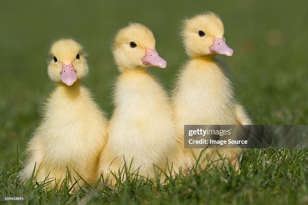 Three ducklings on grass