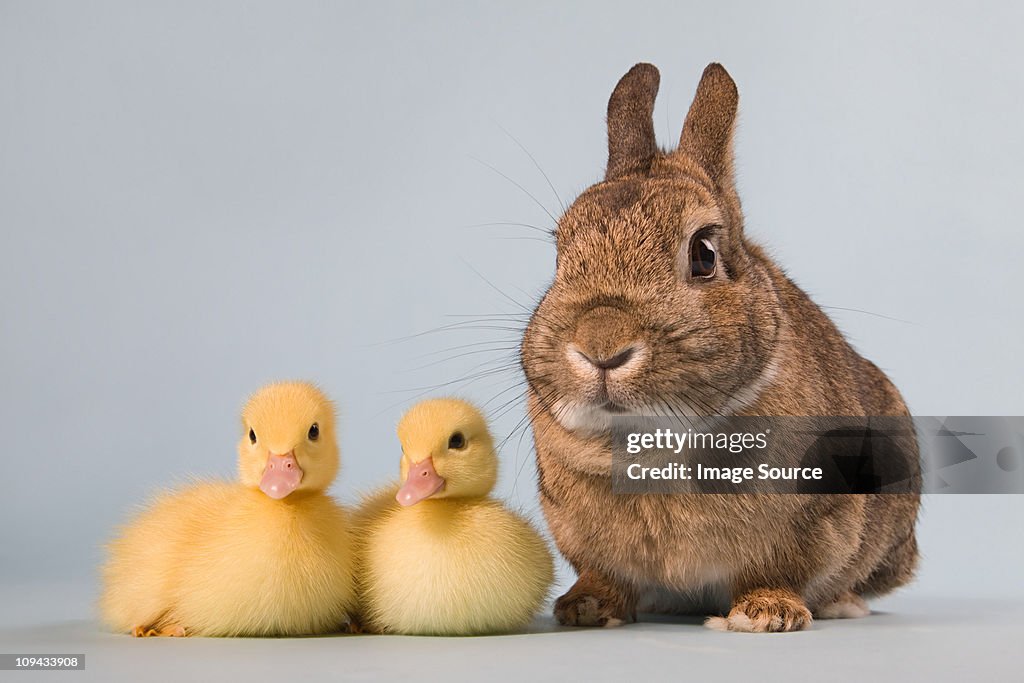 Two ducklings and rabbit, studio shot