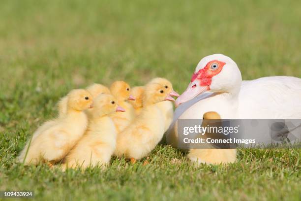 family of ducklings with mother duck on grass - entenküken stock-fotos und bilder