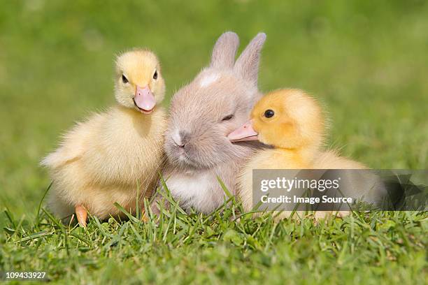 Rabbit and two ducklings on grass