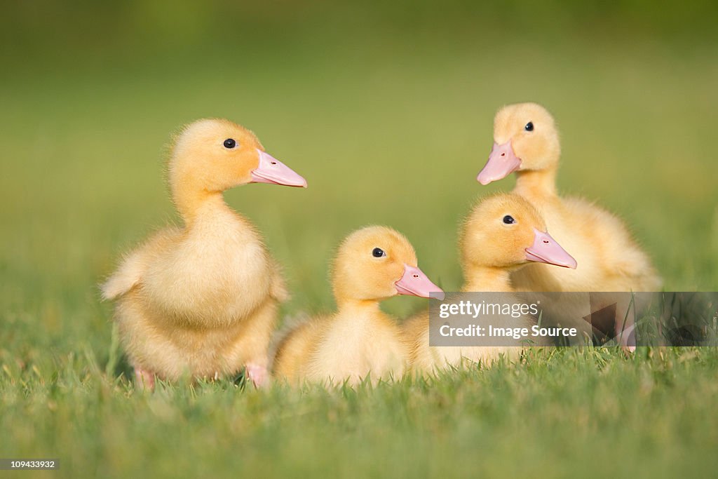 Three ducklings on grass