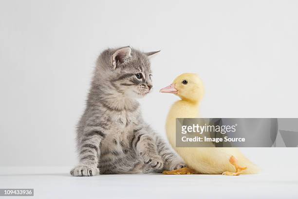 kitten and duckling face to face, studio shot - duckling stock pictures, royalty-free photos & images