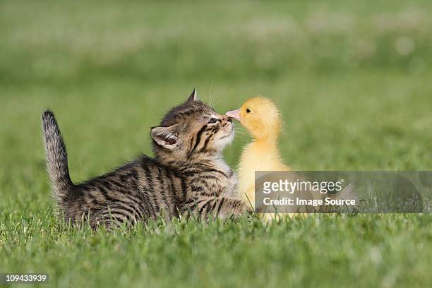 kitten and duckling on grass - animal friends stock pictures, royalty-free photos & images
