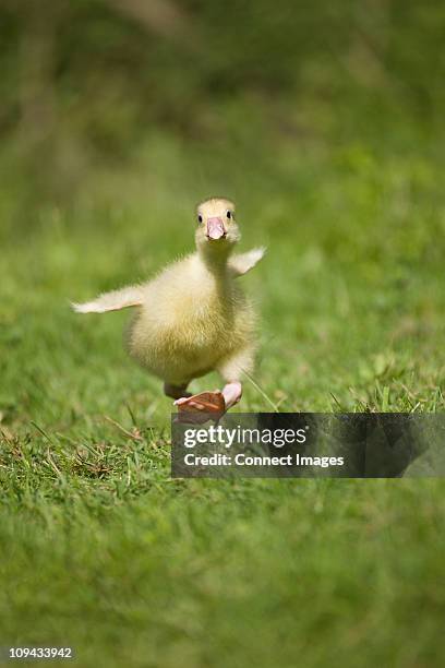 one gosling running on grass trying to take off - küken humor stock-fotos und bilder
