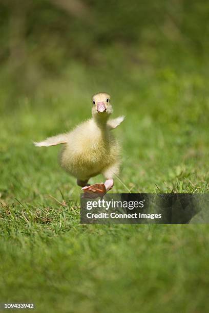 one gosling running on grass trying to take off - küken stock-fotos und bilder