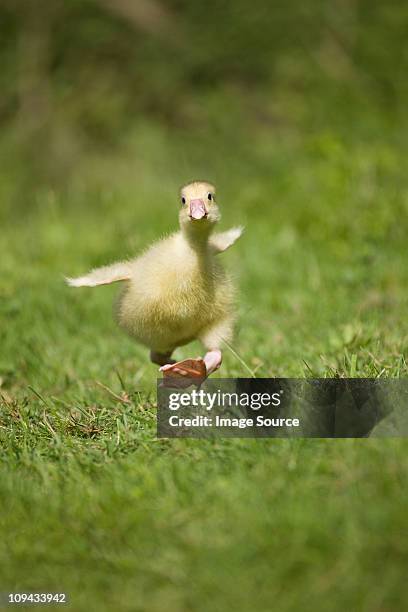 One gosling running on grass trying to take off