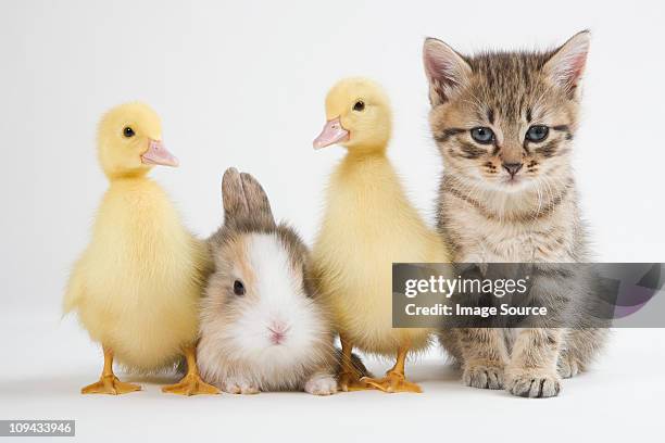 kitten, ducklings, and rabbit, studio shot - friends studio shot stock pictures, royalty-free photos & images