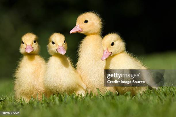 four ducklings on grass - duckling stock-fotos und bilder