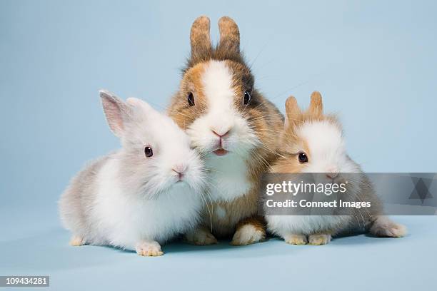three rabbits, studio shot - cute rabbits stock pictures, royalty-free photos & images