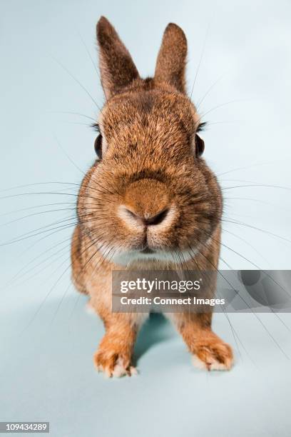 Real Rabbit Face 3,334 Rabbit Face Stock Photos, High-Res Pictures, and Images - Getty ...